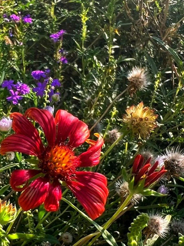 🌵 Desert Botanical Garden – A Living Treasure in Phoenix 🇺🇸