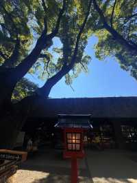 熱海｜隱身在樹林中來宮神社 繞神木一圈能延命一年傳說