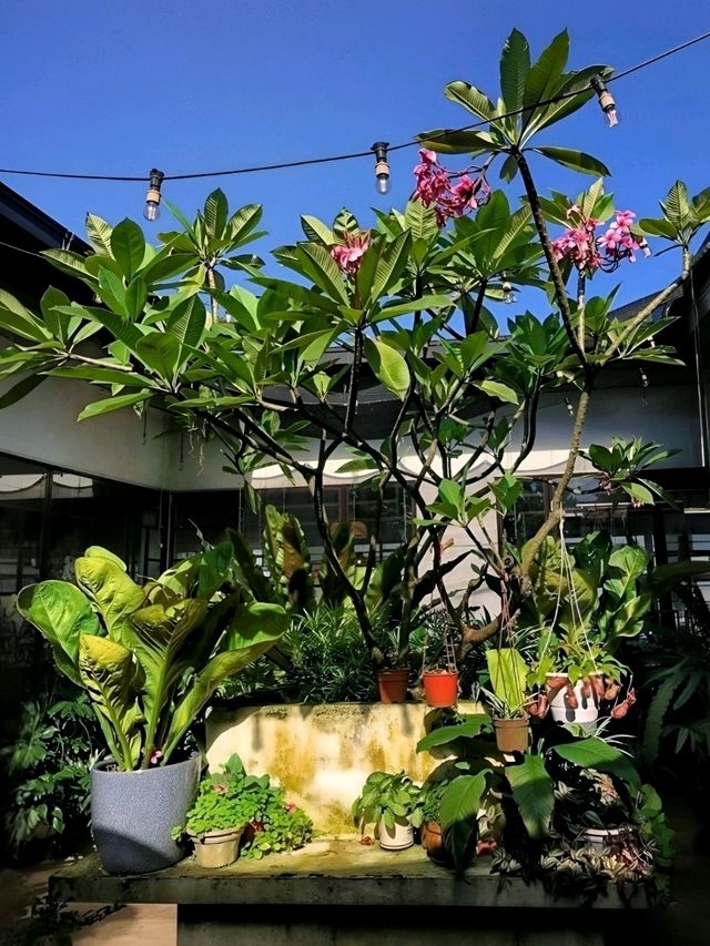 JB Foodie Guide: Coffee, Comfort & Charm at Fifty Trees. ☕🥗🍗🫑🍟🍰🫛🧁🍝🍕🥃