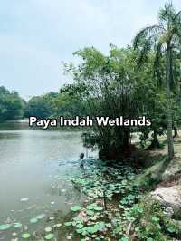 Weekend Escape to Paya Indah Wetlands: A Hidden Gem of Nature