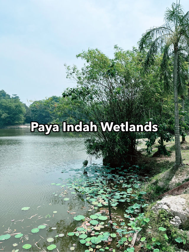 Weekend Escape to Paya Indah Wetlands: A Hidden Gem of Nature