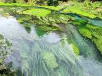 Pure Blue: New Zealand's Blue Spring