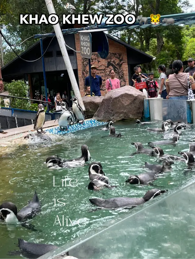 ไปเที่ยวกันที่สวนสัตว์เปิดเขาเขียว🫶🏻🦛