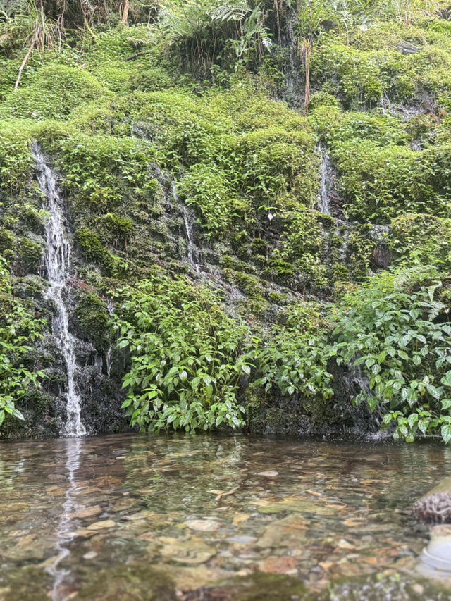 太平山蹦蹦車與古道探秘 太平山蹦蹦車與古道探秘