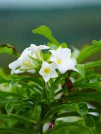 ⛰️ ดูเหยี่ยวชมวิว จุดชมวิวเขาดินสอ