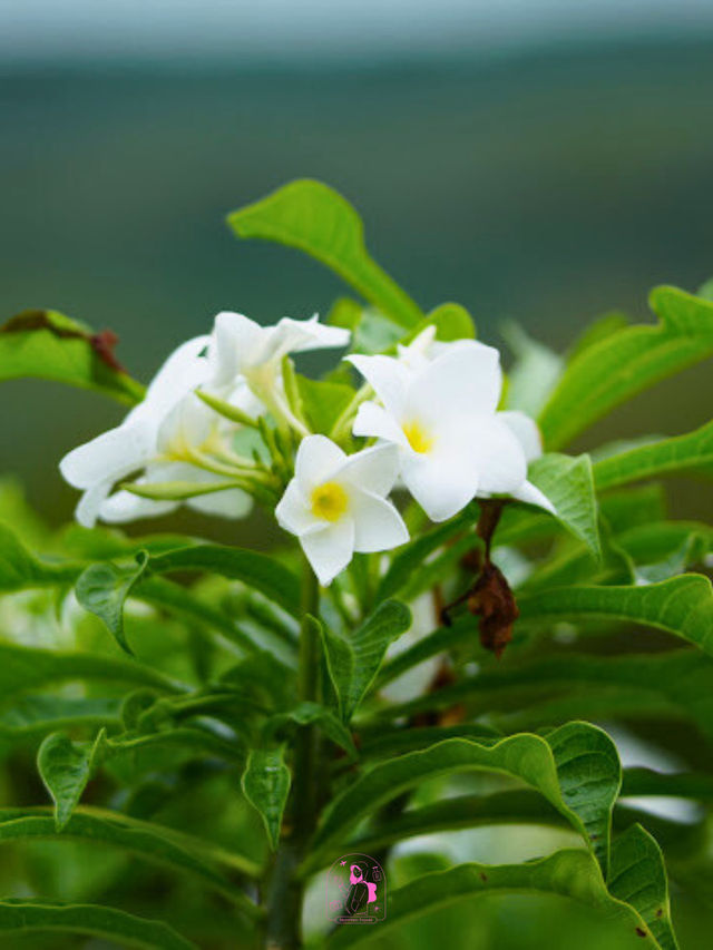 ⛰️ ดูเหยี่ยวชมวิว จุดชมวิวเขาดินสอ