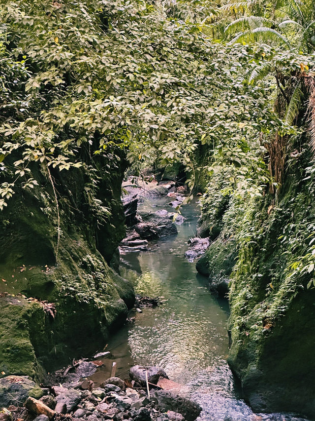 Mystical Paths of Ubud Monkey Forest 🌿🐒