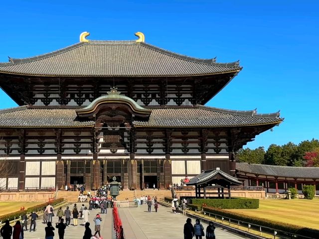 奈良東大寺秋日紅葉美景🍁 奈良東大寺秋日紅葉美景🍁