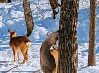 Dreamy Winter Views in Changbai ⛰️♥️