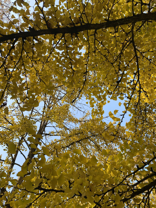 不用飛韓國及日本,在中國廣東也可看到超美的銀杏🤩🤩 不用飛韓國及日本,在中國廣東也可看到超美的銀杏🤩🤩