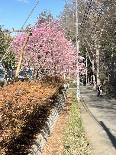 Ichikawa City Zoo and Botanica | Trip.com Ichikawa