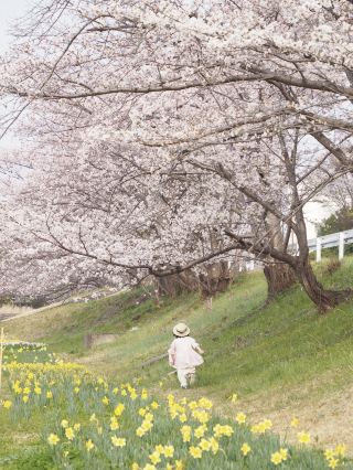 Aichi's hidden gem for cherry blossoms.