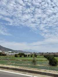 제주 대평리 산책, 유채꽃과 돌담길이 예쁜 조용한 마을 여행 