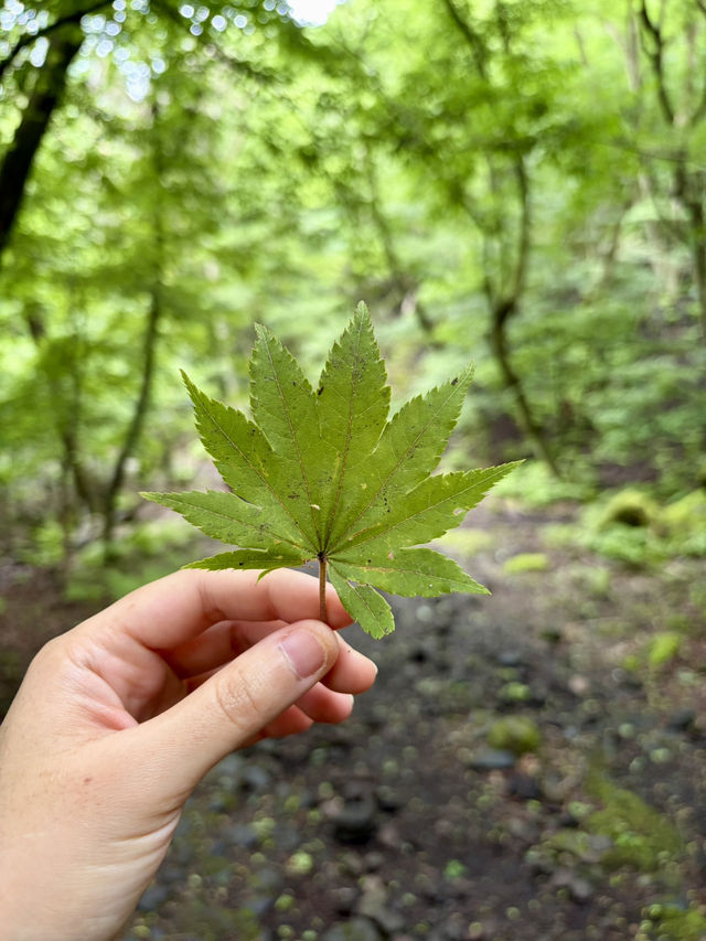 Kuju Azalea Magic🌸