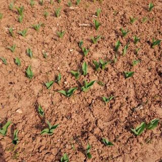 長期間にわたり、個々の実行スキルを磨きながら、独立してタスクに取り組むことに慣れてきた私たちは、硬直的で個人主義的な考え方を身につけがちで、その結果、チームコミュニケーションがややぎこちなくなり、自然でスムーズな協力関係が欠如してしまうことがあります。今回のチームビルディング活動では、邵河上流にある観音閣古村を訪れ、湖南の学問の伝統が色濃く残るこの古村を探索し、散策することで、相互支援と仲間意識を通じてチームスピリットを磨きました。観音閣古村は清朝初期に創建されました。先祖たちは谷間に集落を築き、数十軒の防火壁に囲まれた家々が点在し、青石の路地が繋がっています。古代の書院や祖廟はよく保存されており、歴史的に邵東と衡陽を結ぶ山道の要衝として機能し、何世紀にもわたって教育を重んじる家族の伝統を守り続けてきました。観光客の喧騒から遠く離れた丘陵地帯にひっそりと佇むこの村では、澄んだ小川が路地を蛇行し、湖南省中央部の素朴な田園風景を醸し出している。私たちは小グループに分かれ、自主的に役割分担をしながら柔軟に協力し、古村を探索した。ある者は入り組んだ路地をたどり、ある者は古い建物の詳細や楽しい瞬間を記録し、またある者はグループのペースを追った。路地は分岐が多く、時折道に迷うこともあった。しかし、不安になったり不平を言ったりするのではなく、私たちは身を寄せ合って情報を交換し、判断を下し、素早くルートを調整した。段差のある敷居や狭い通路に出くわした時は、互いに助け合い、道を譲り合った。道中、私たちはオフィスでの形式ばったやり取りを捨て、自然でスムーズな会話を交わした。この旅を通して、私たちは一人で働くことには限界があることを実感した。相互支援、相補性、そしてタイムリーなコミュニケーションの重要性を理解することで、チームはその潜在能力を最大限に発揮できるのだ。この経験を通して、私たちのチームワークは大きく向上しました。今後、様々な困難に直面しても、互いに支え合い、力を合わせて障害を乗り越え、手を取り合って遥か彼方の山や海へと旅立つことができると確信しています。

#新年の旅先2026 #旅行2026