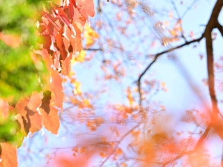 The Ultimate Guide to Japan's Autumn Leaves | Catch the Peak Season & Avoid the Crowds!.