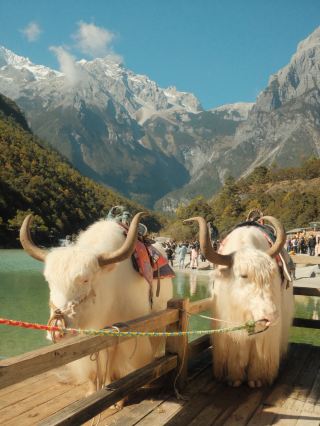🏔️ How I Planned the Perfect Day at Jade Dragon Snow Mountain