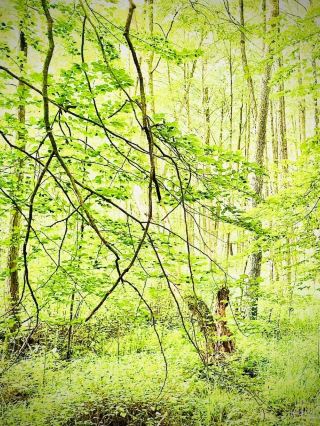 拉特拉爾角懸崖苔蘚和海鸚棲息地：歐洲441公尺高的西緣 easytravelpost #拉特拉爾角