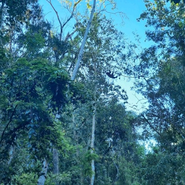 Iguazu Falls view