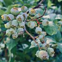 很幽靜美麗的社區植物園