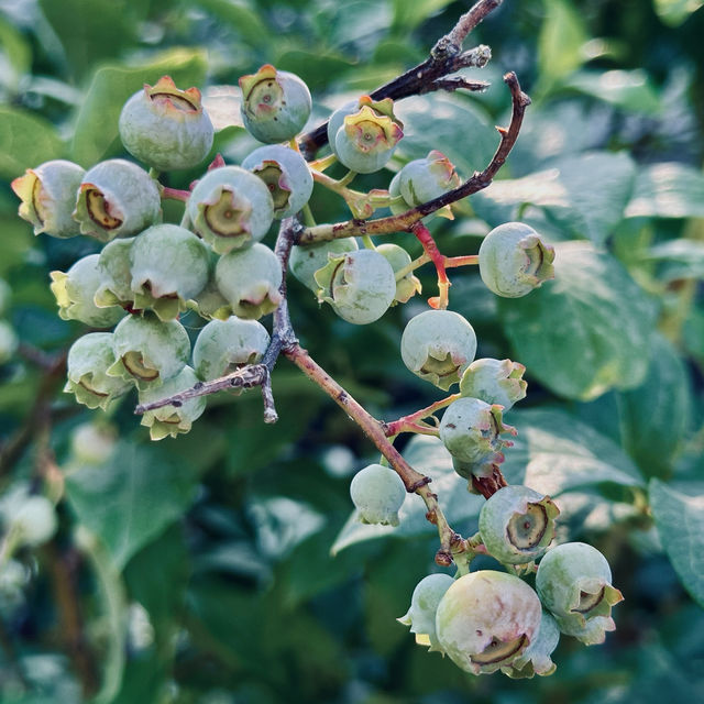 很幽靜美麗的社區植物園