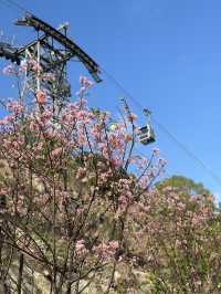 香港櫻花海岸🌸比得上日本櫻花🌸