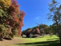 Adelaide 紅葉🍁秘景