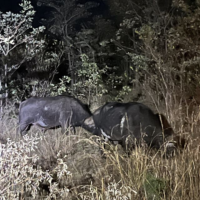 Kruger National Park