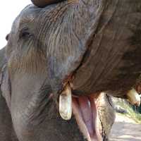 Elephant mud bath