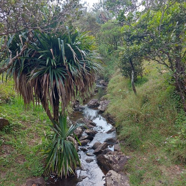 Amazing view from Alexandra Falls Viewpoint!