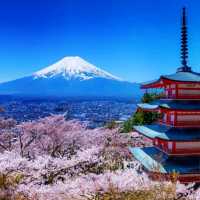 《新倉富士淺間神社》🌸絕美的櫻花，配著壯麗的富士山🗻
