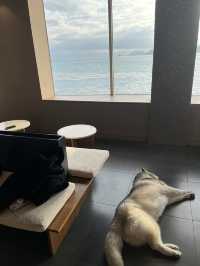 허스키 4마리가 있는 부산카페