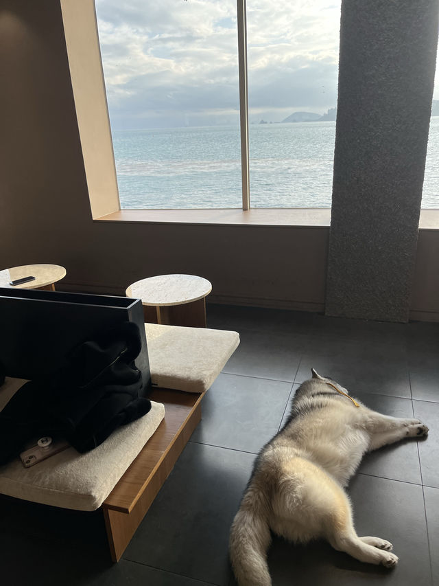 허스키 4마리가 있는 부산카페