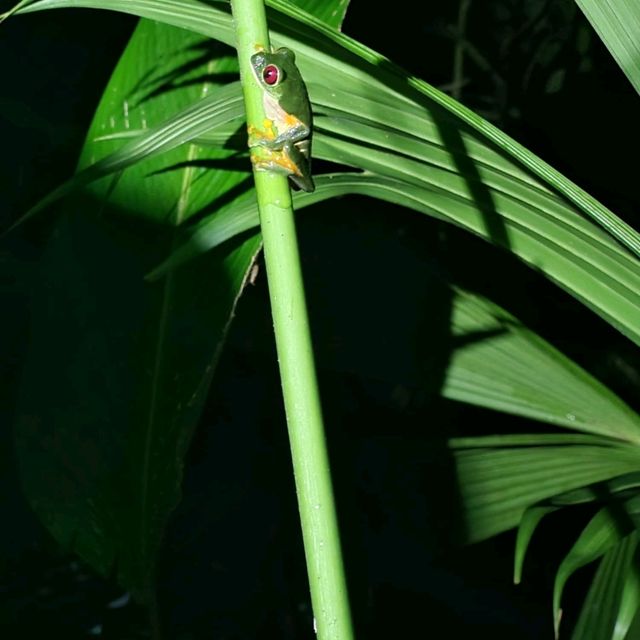 Red Eyed Frog, Costa Rica!