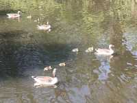 Delightful Ducklings