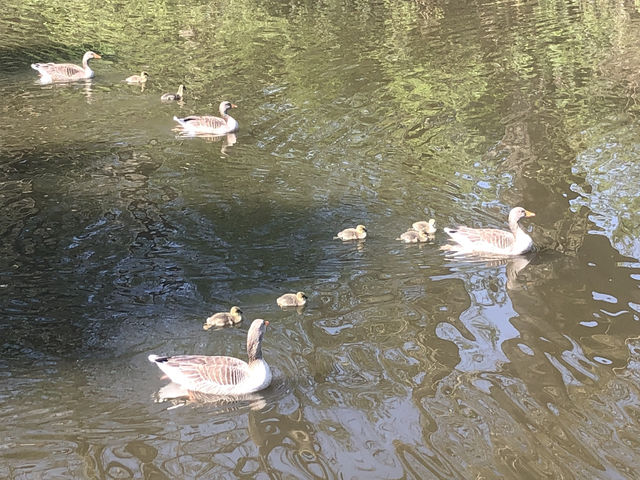 Delightful Ducklings