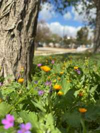 Al-Hussein Park