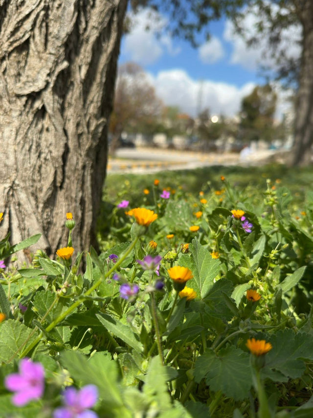 Al-Hussein Park