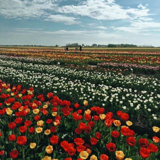 Tulip Wonderland: A Blooming Dream in Amsterdam