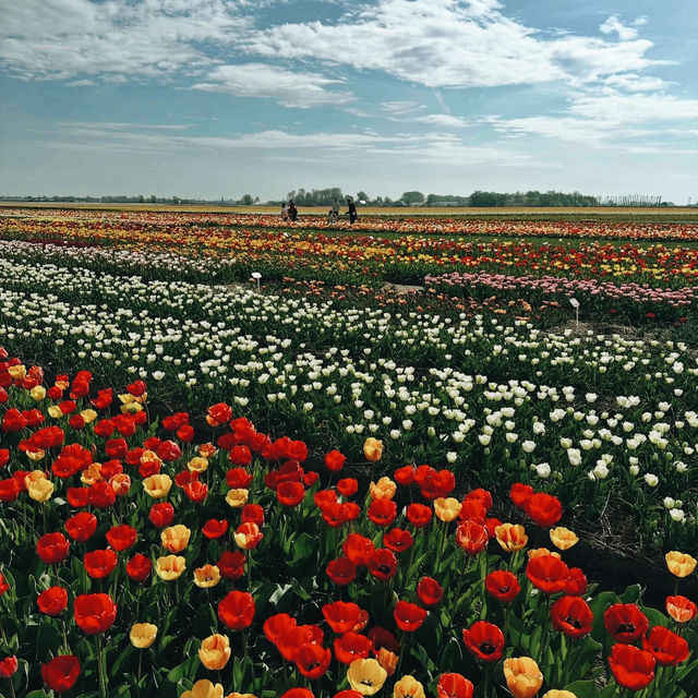 Tulip Wonderland: A Blooming Dream in Amsterdam