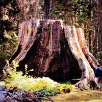 🌲 One Day in Sequoia National Park: Giant Wonders in a Short Time 🏞️📸