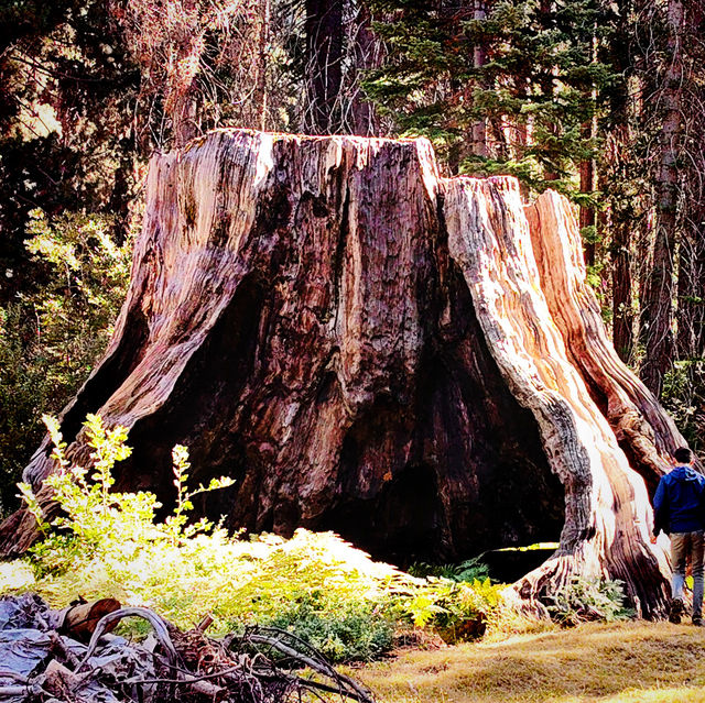 🌲 One Day in Sequoia National Park: Giant Wonders in a Short Time 🏞️📸
