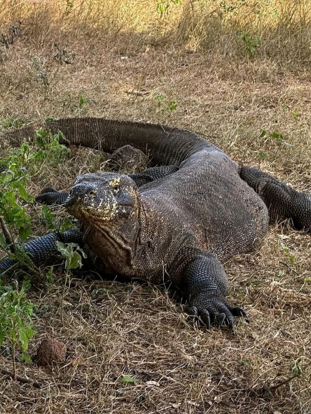 🦎 Komodo Island – Land of Dragons and Untamed Beauty