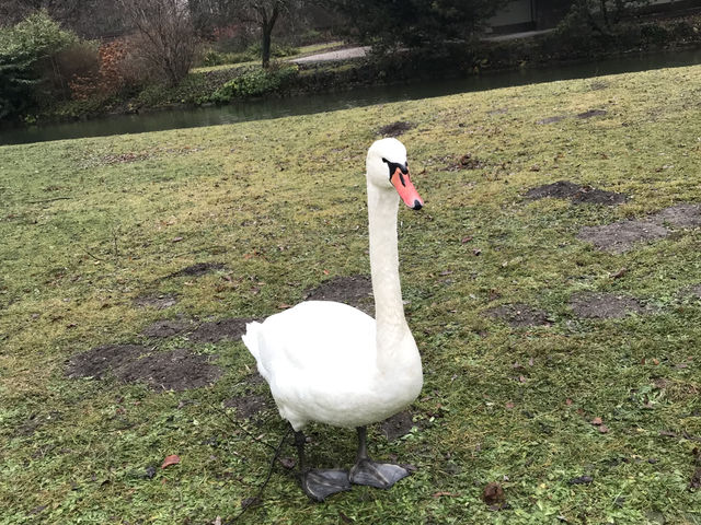Munich✨Nature Fix: A Royal Retreat at the English Garden 🌸 Munich✨Nature Fix: A Royal Retreat at the English Garden 🌸