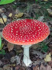 Autumn Walk in Bakkeveen – 10 km Nature Adventure🍄🍄‍🟫🍂✨
