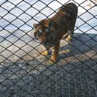 Siberian Tiger Park in Harbin 🇨🇳