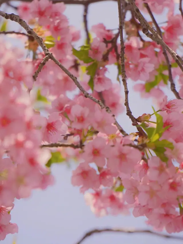 Sakura in full bloom at botanical gardens 