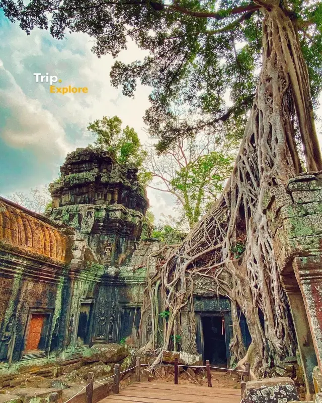 Visit the Temple of Ta Prohm