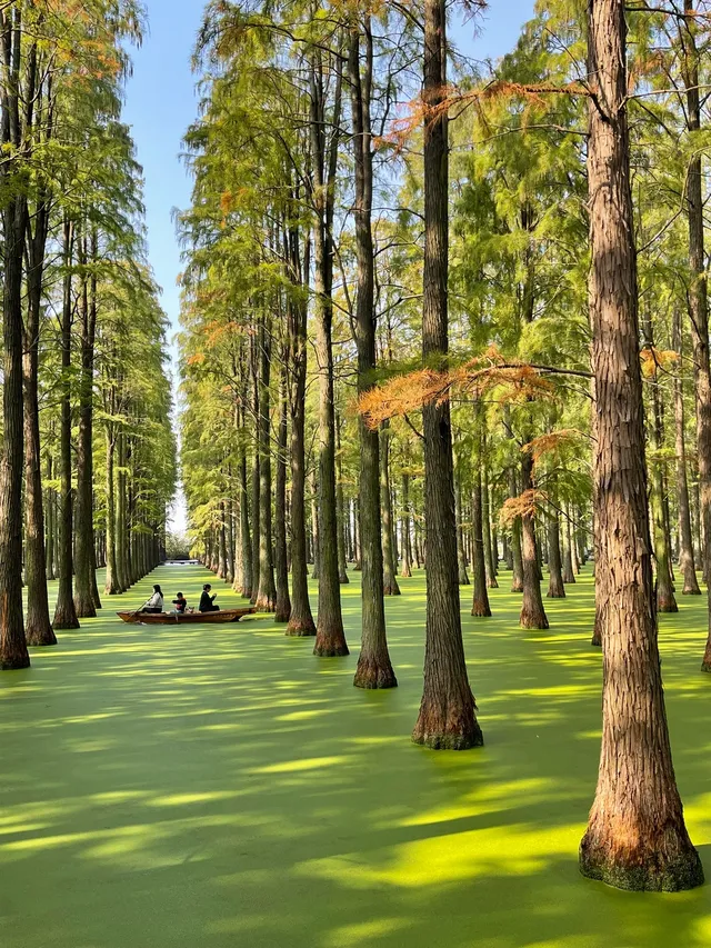 踏入綠野仙蹤，揚州這個地方藏著一片抹茶湖