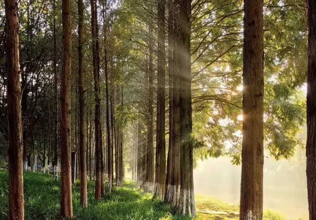 There is a 'Golden Armor' park in the north of Chengdu, which is like a landscape painting, accessible by Metro Line 1